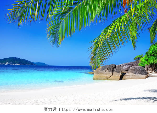 热带棕榈树的白色沙滩